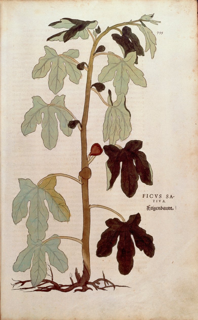 Gemeine Feige - Ficus carica (Ficus sativa) von Leonhart Fuchs aus De historia stirpium commentarii insignes (Bemerkenswerte Kommentare zur Geschichte der Pflanzen), kolorierte Gravur von Leonhard Fuchs