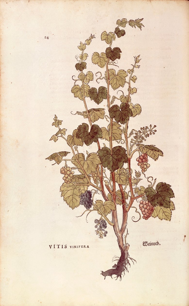 Weinrebe (Vitis vinifera) aus De historia stirpium commentarii insignes (Bemerkenswerte Kommentare zur Geschichte der Pflanzen), kolorierter Stich von Leonhard Fuchs