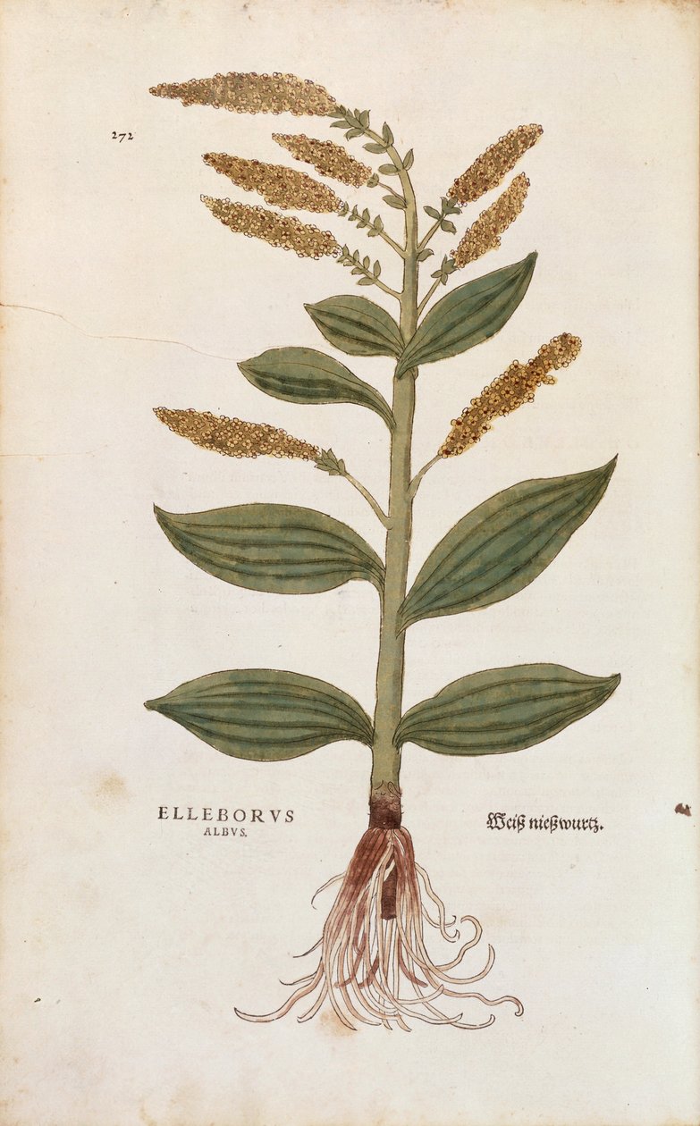 Weiße Nieswurz - Veratrum album von Leonhart Fuchs aus De historia stirpium commentarii insignes, kolorierte Gravur von Leonhard Fuchs