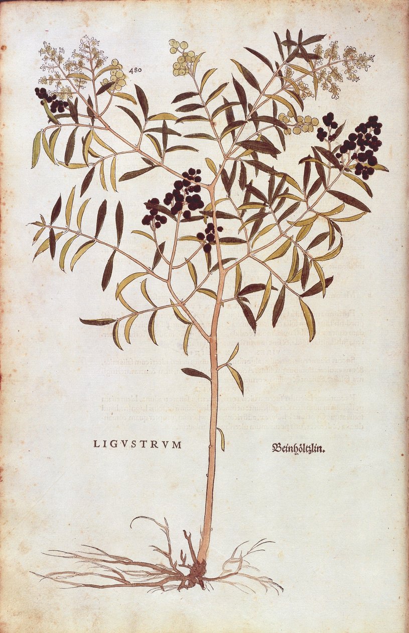 Wilder Liguster (Ligustrum vulgare) aus De historia stirpium commentarii insignes (Bemerkenswerte Kommentare zur Geschichte der Pflanzen), kolorierter Stich von Leonhard Fuchs