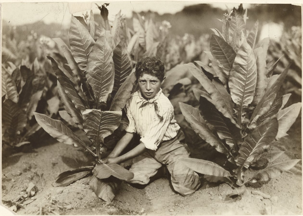 Zehnjähriger Pflücker auf der Gildersleeve-Tabakfarm von Lewis W. Hine