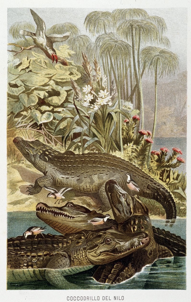 Nilkrokodile (Crocodilus nicoticus) - in „La Vita degli animali“ von A.E. Brehm, Turin von Unbekannt Unbekannt