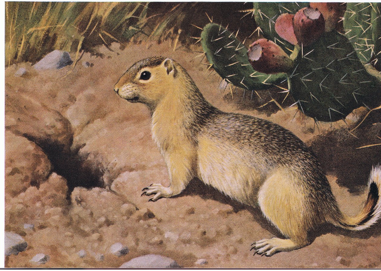 Östliches Streifenhörnchen, ein zwanghafter Versorger, dessen viele Schränke nie leer sind von Louis Agassiz Fuertes