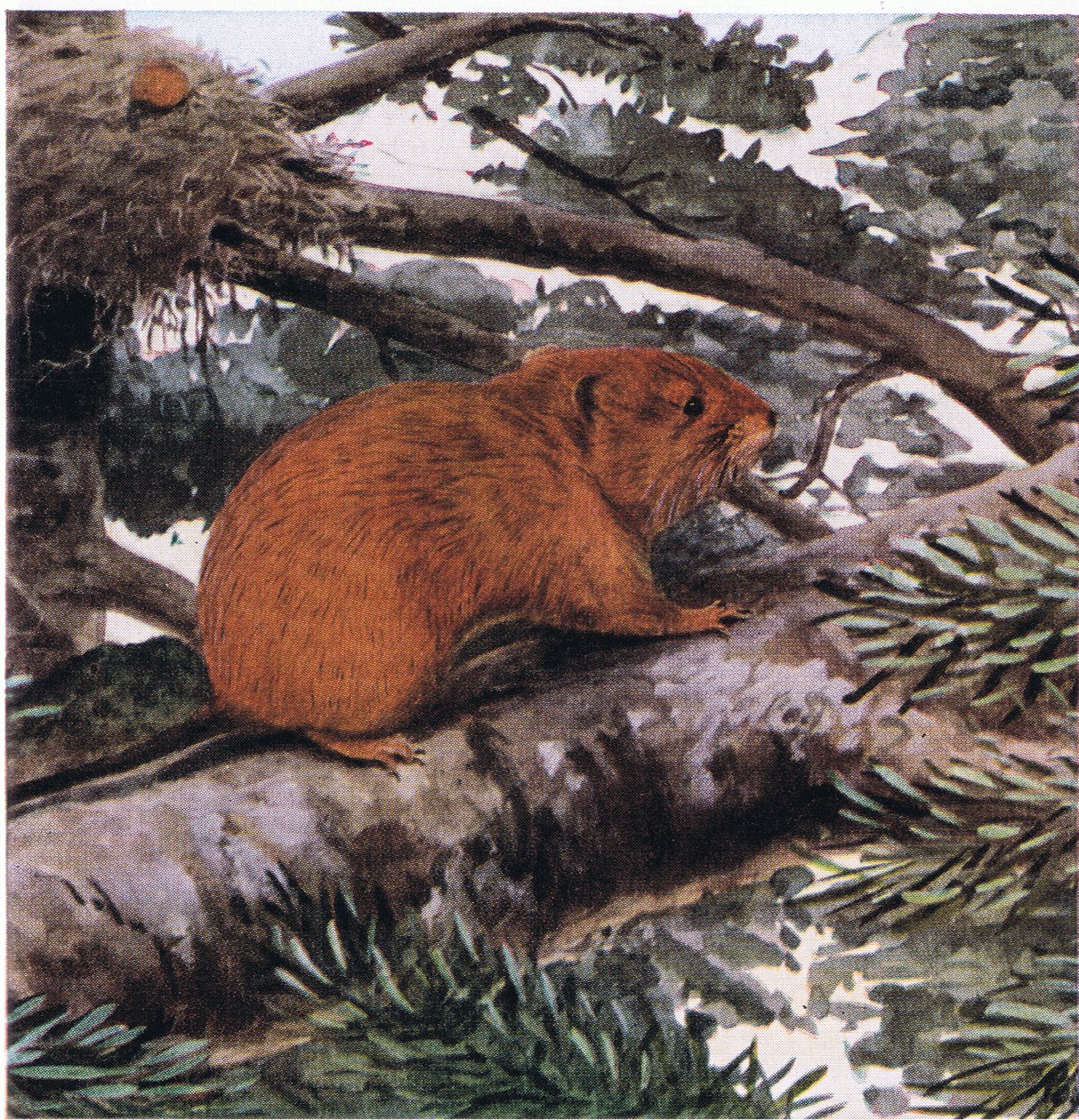 Roter Baummaus, lebt in den Wipfeln der Wälder der Pazifikküste von Louis Agassiz Fuertes