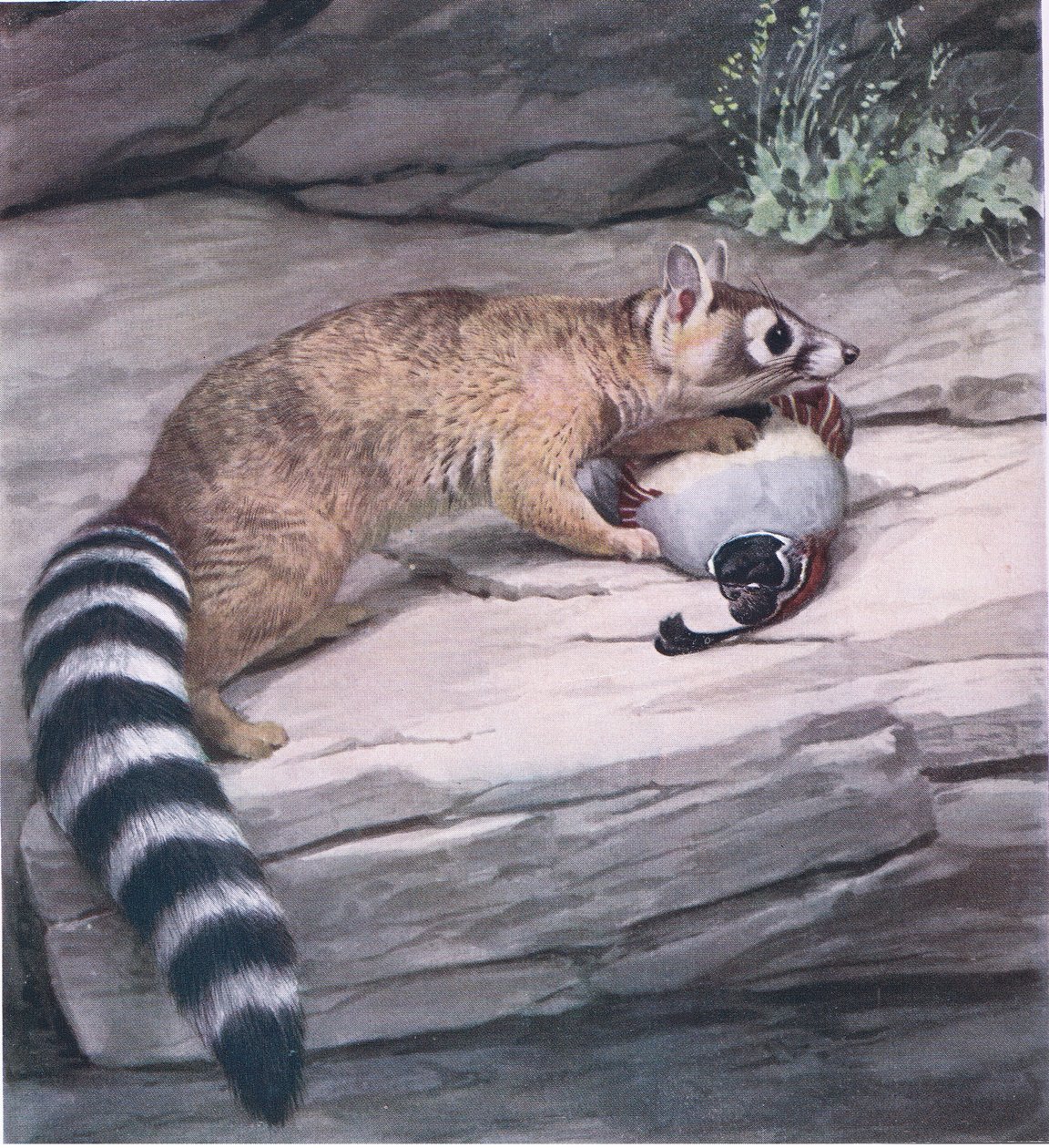 Scharfäugiger Ringtail mit Wachtel von Louis Agassiz Fuertes