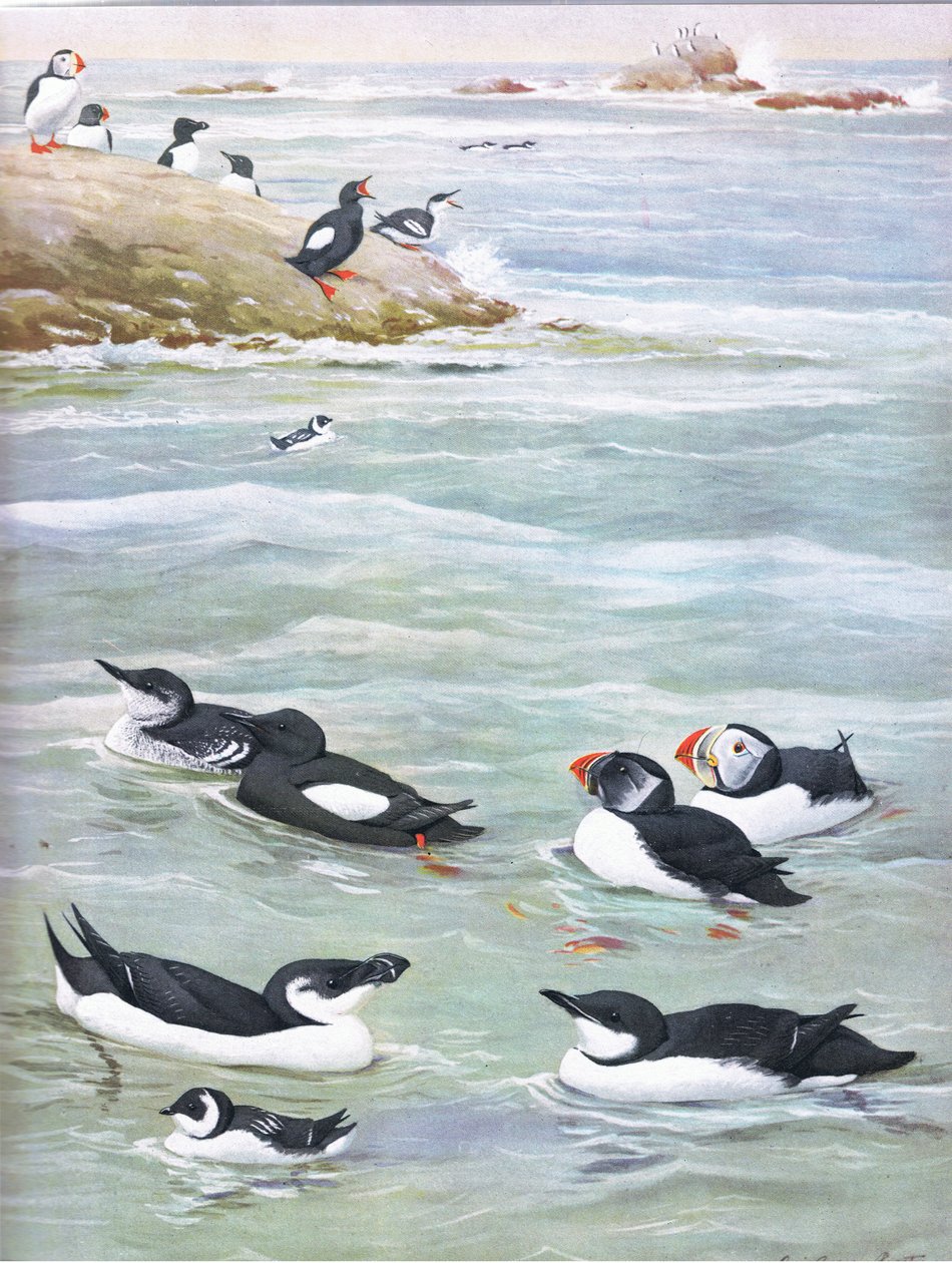 Illustration aus Die Naturgeschichte der amerikanischen Vögel von Ost- und Zentral-Nordamerika, veröffentlicht von Bramhall House, ca. 1970 von Louis Agassiz Fuertes