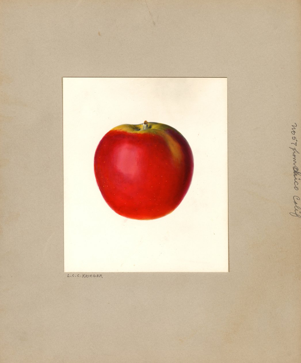 Apfel (Malus domestica: Nr. 57) von Louis Charles Christopher Krieger