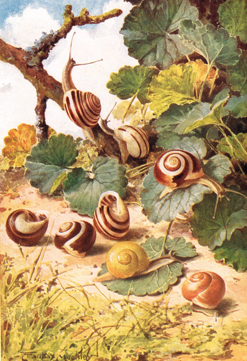 Landschnecken, Illustration aus 