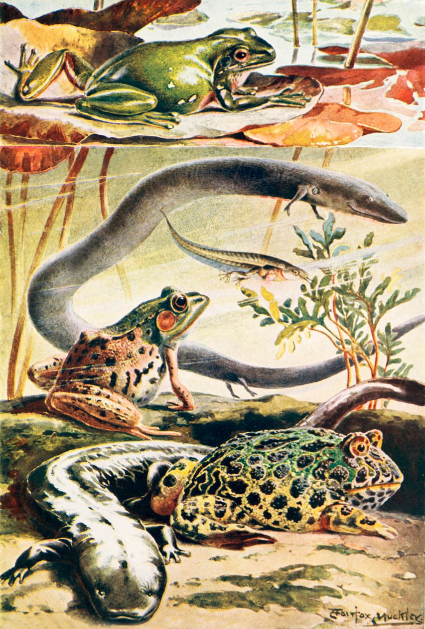 Sechs typische Amphibien von Louis Fairfax Muckley