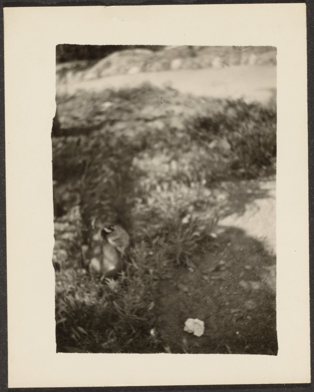 Ente in Landschaft von Louis Fleckenstein