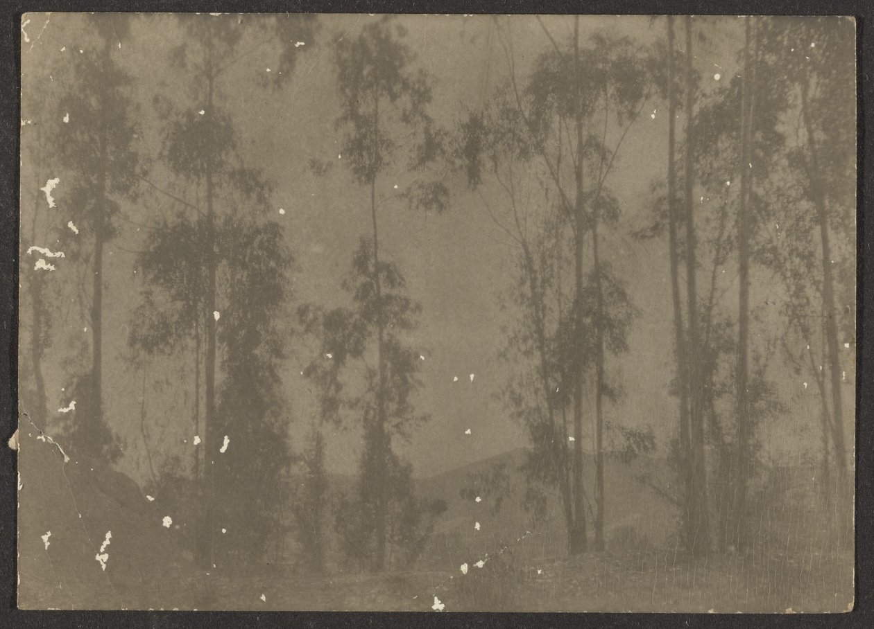 Landschaft mit hohen Bäumen von Louis Fleckenstein