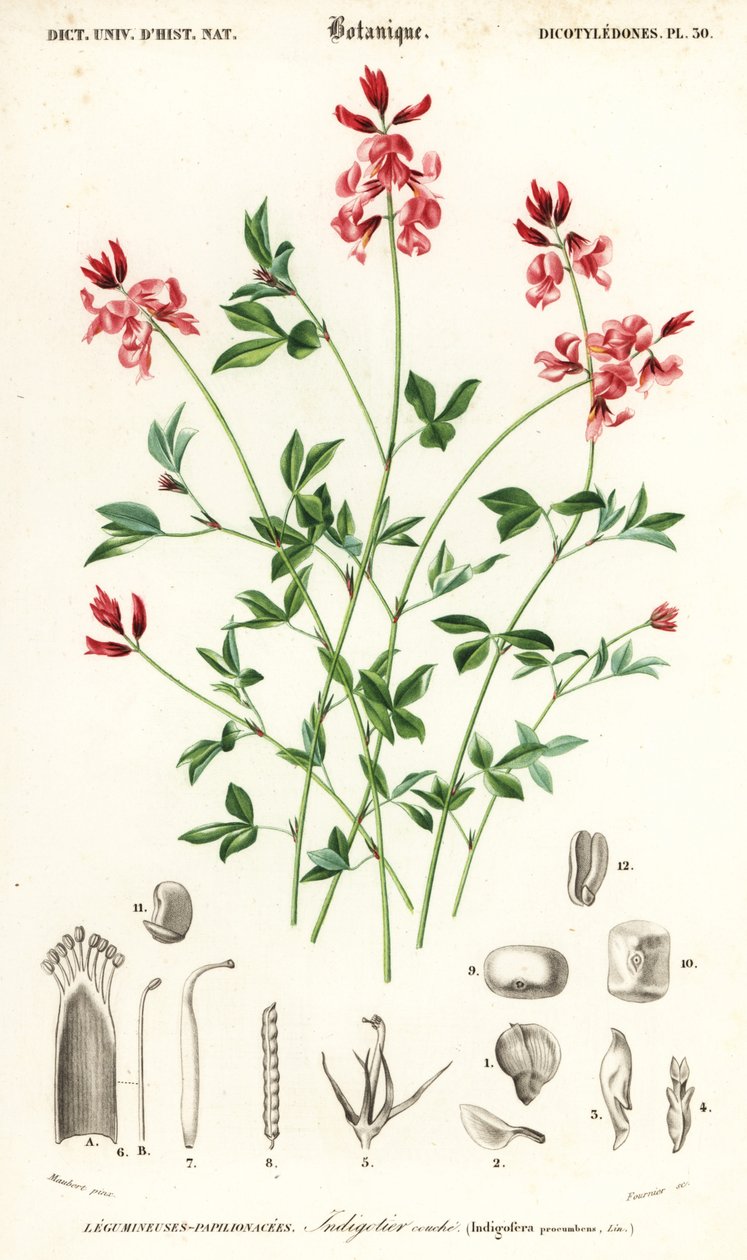 Indigopflanze, Indigofera procumbens (Kupferstich) von Louis Joseph Edouard Maubert