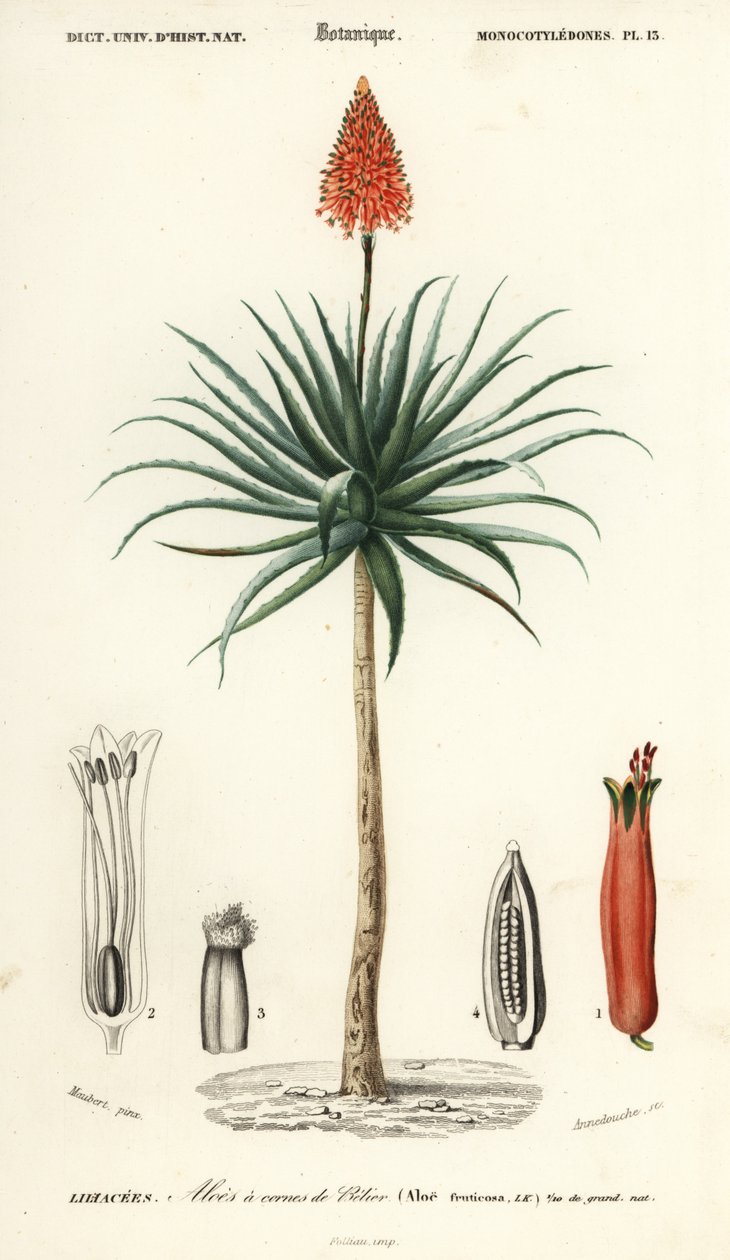 Krantz-Aloe, Aloe arborescens (Kupferstich) von Louis Joseph Edouard Maubert