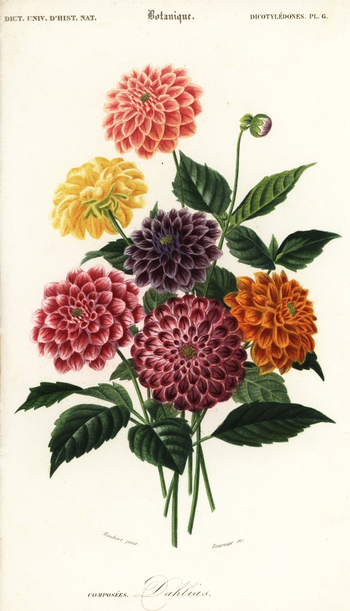 Sorten von Gartendahlien, Dahlia pinnata (Kupferstich) von Louis Joseph Edouard Maubert
