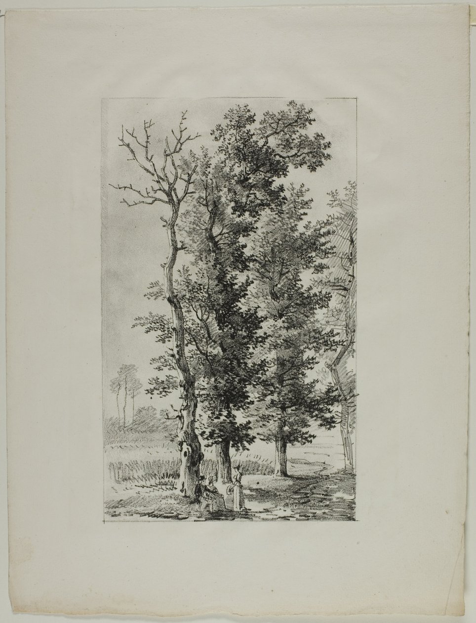 Studie von Bäumen von Louis Pierre Baltard