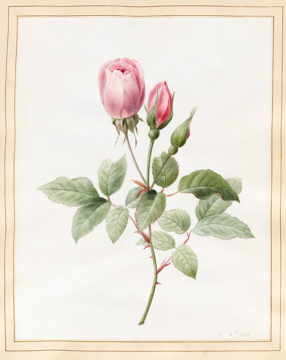Rosa Rose und Knospen, 1826 von Louise DOrleans: Kunstdruck