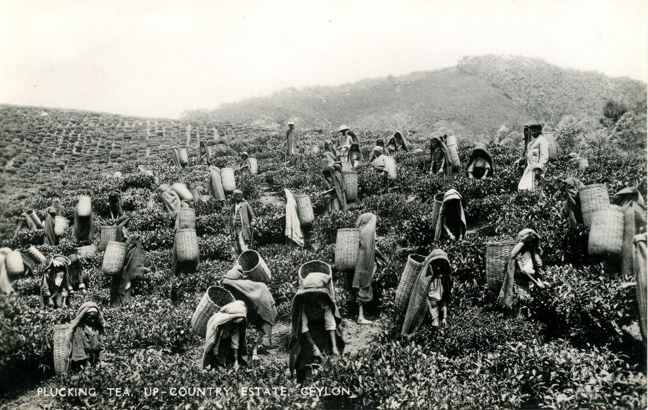Teepflücken, Hochlandplantage, Ceylon, ca. 1900-1930 von Ltd. Ceylon Plâté