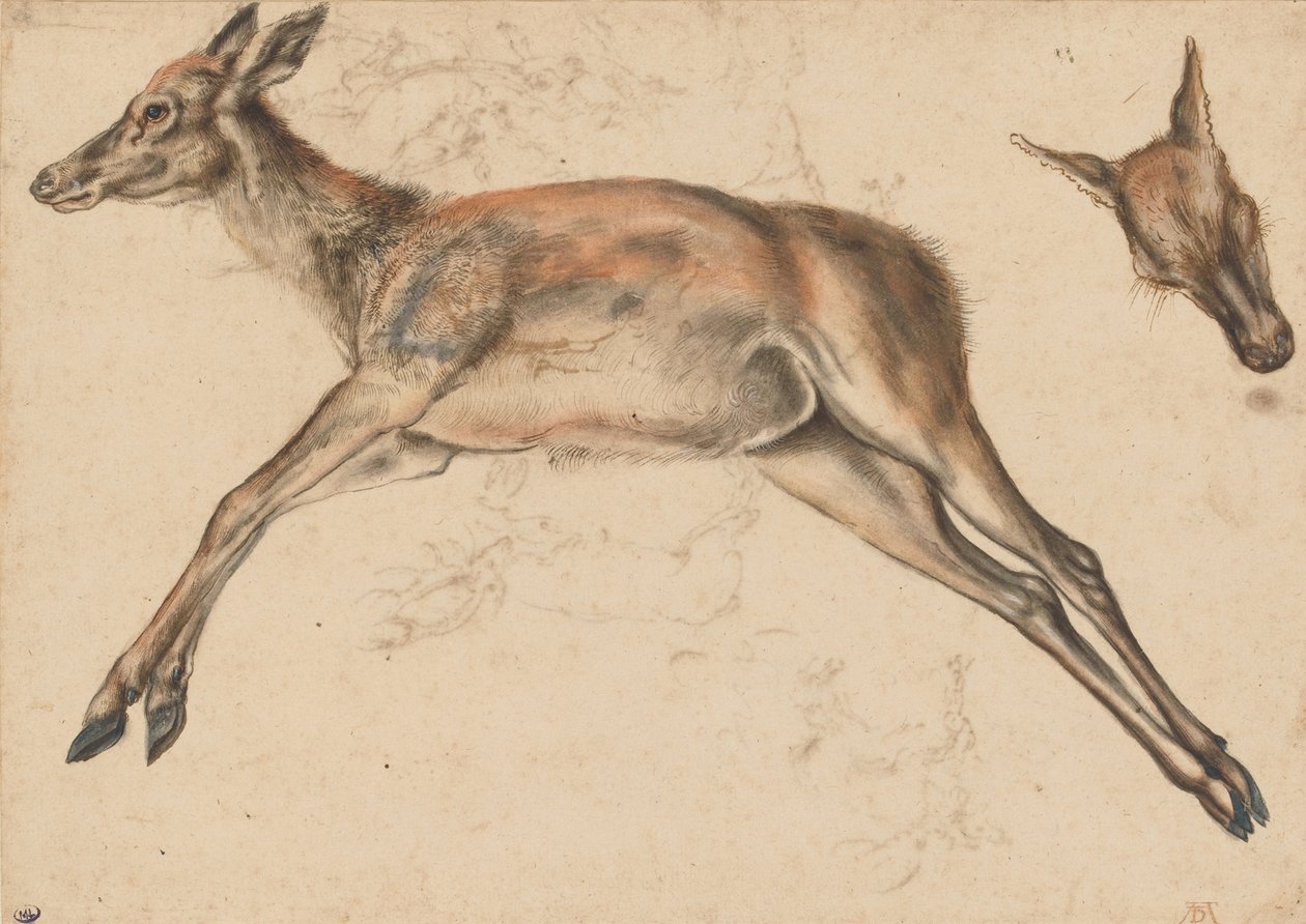 Tote Hirschkuh, die vier Gliedmaßen ausgestreckt, und Hirschkopf von Lucas Cranach the Elder