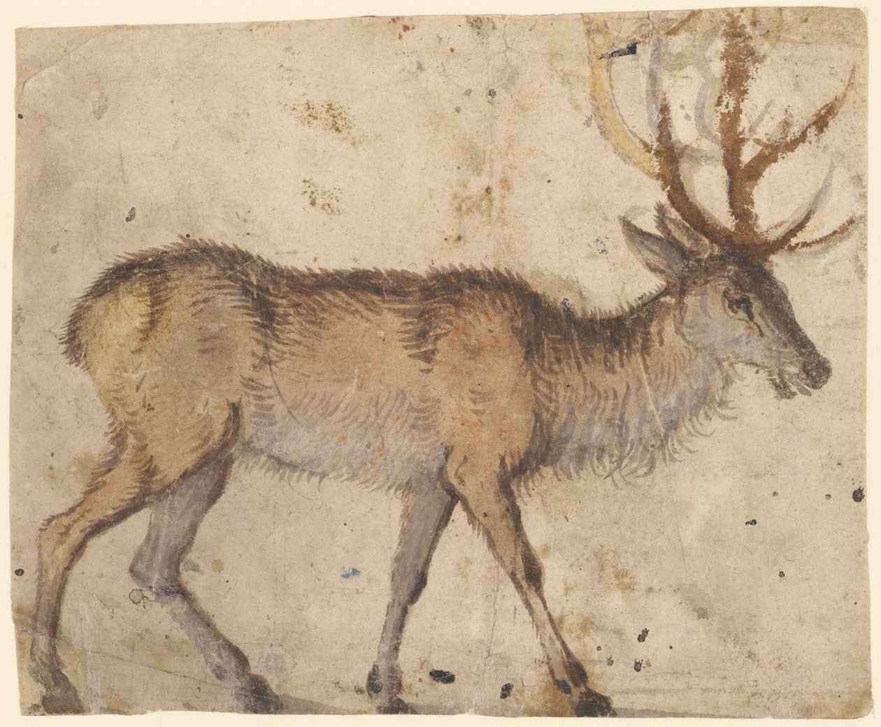 Studie eines Hirsches (recto) von Lucas the Elder Cranach