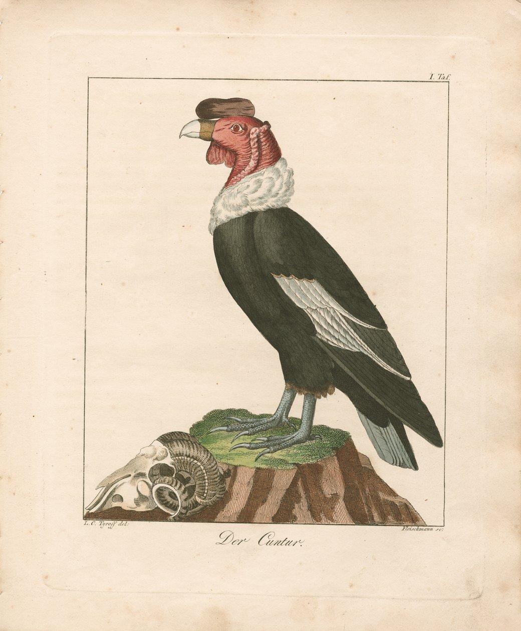 Andenkondor von Ludwig Christoph Tyroff