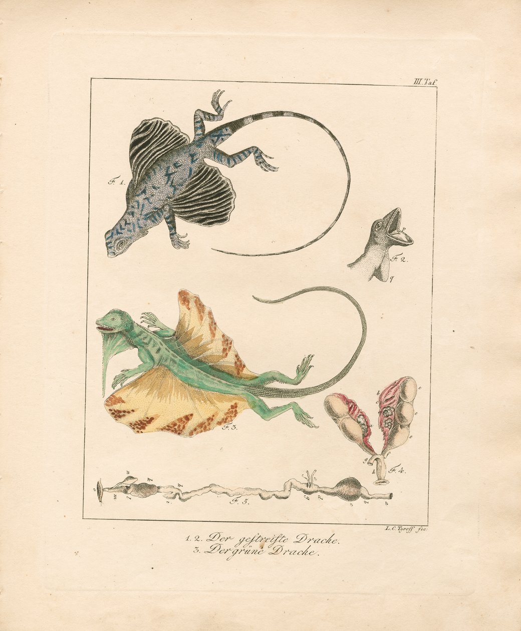 Flugdrachen und ihre Anatomie (handkolorierte Kupferstichgravur) von Ludwig Christoph Tyroff