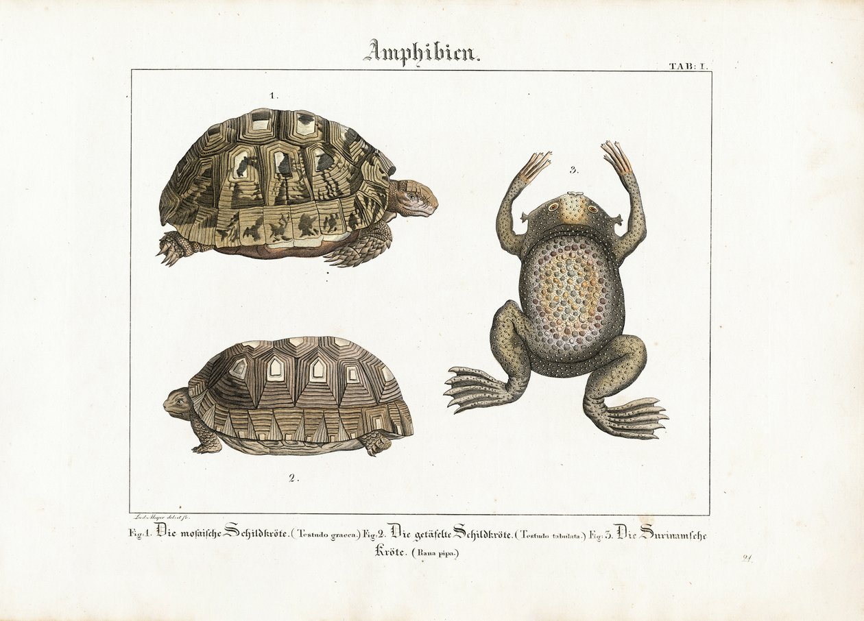 Amphibien: Griechische Landschildkröte, Rotfußschildkröte und Surinamkröte von Ludwig Meyer