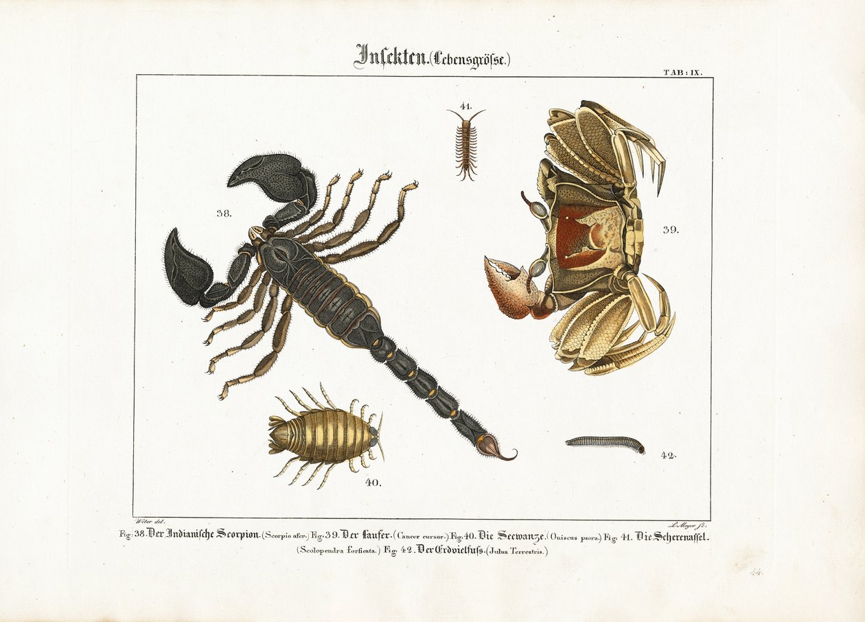 Gliederfüßer: Skorpion, Krabbe und andere Gliederfüßer von Ludwig Meyer