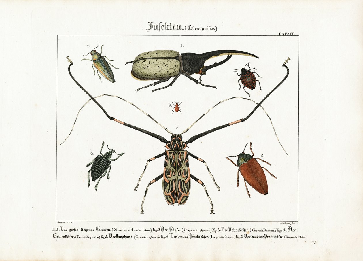 Käferarten in Lebensgröße von Ludwig Meyer