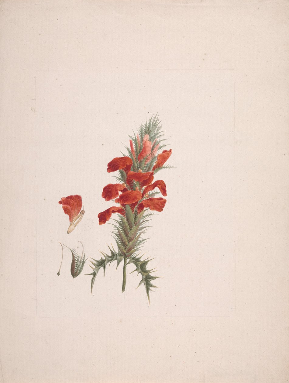 Acanthus Sennii Chiov.: fertige Zeichnung mit hinzugefügten Details von Luigi Balugani