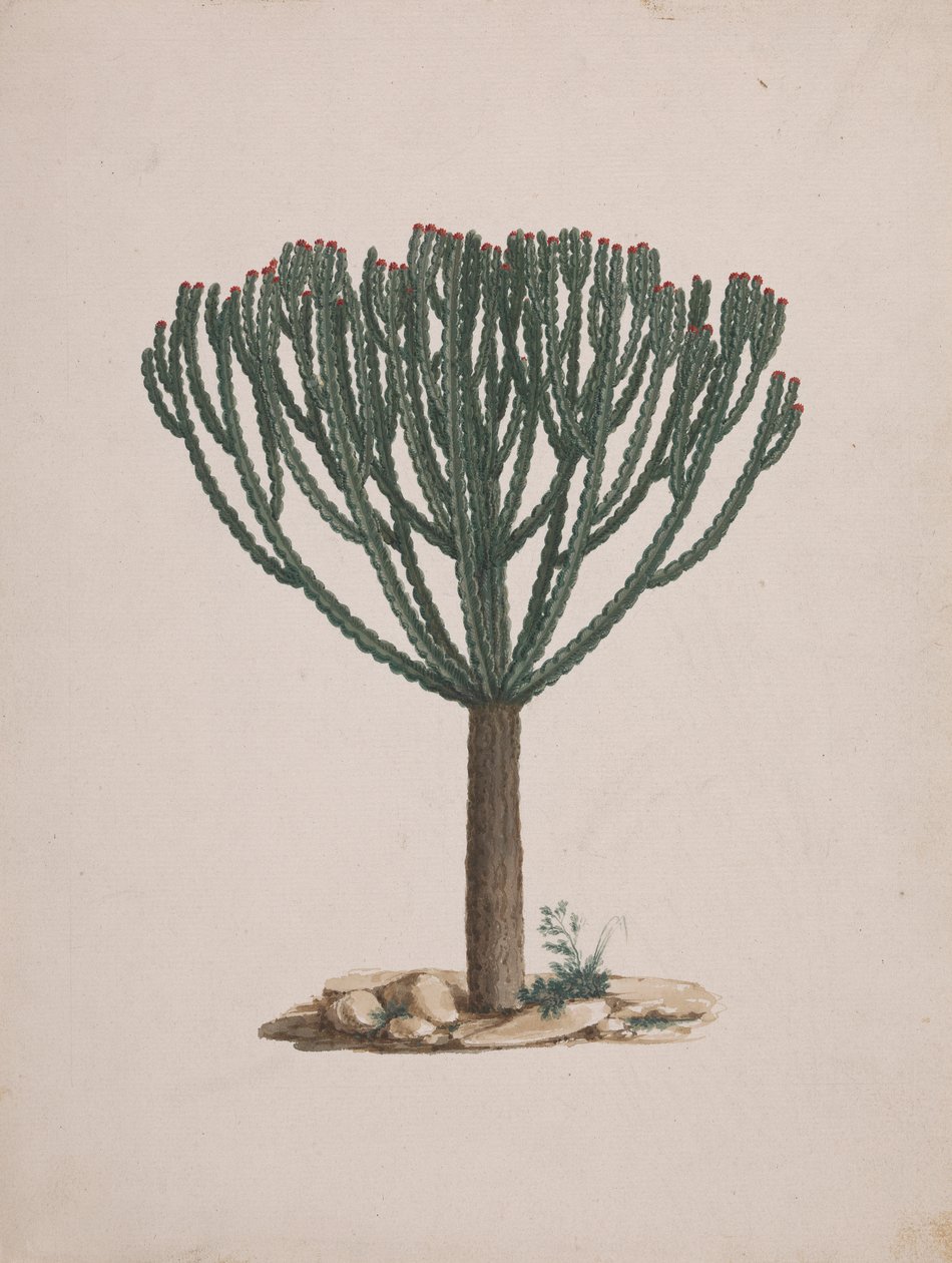 Euphorbia abyssinica J.F. Gmel. (Äthiopischer Wolfsmilchbaum): fertige Zeichnung der Baumform von Luigi Balugani