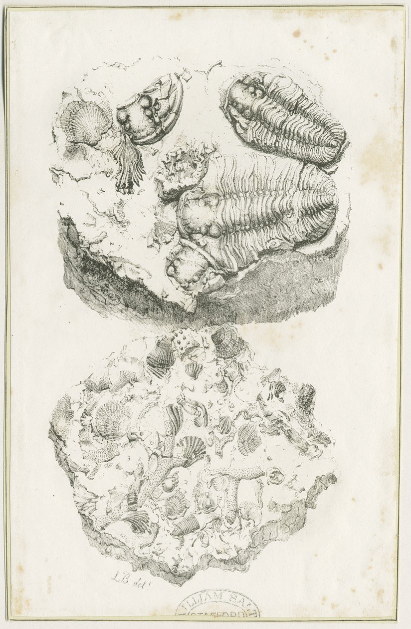 Dudley - Fossilien: Lithografie, um 1825 von Luke Booker