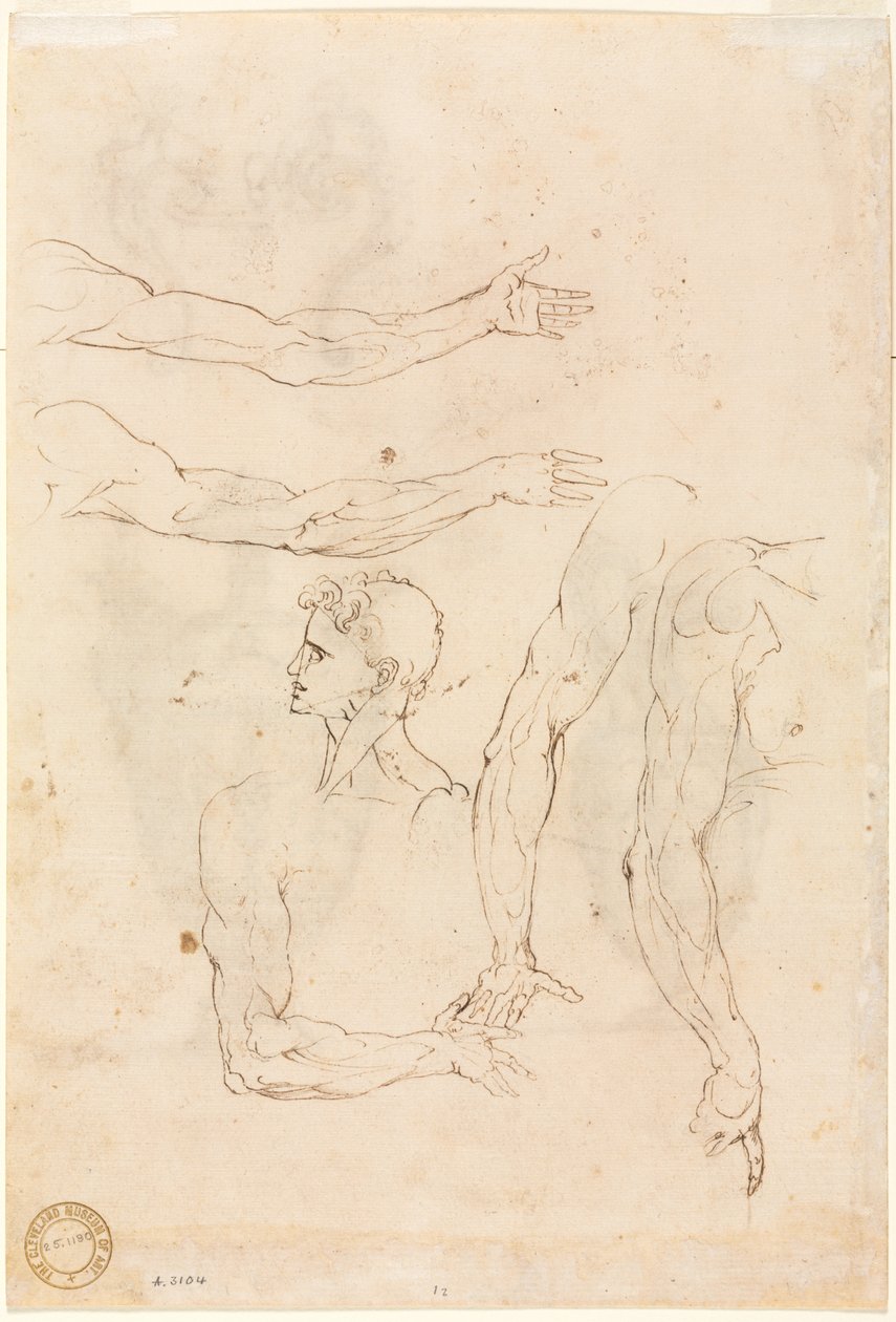 Skizzen von fünf Armen und einem Kopf (verso) von Luzio Romano