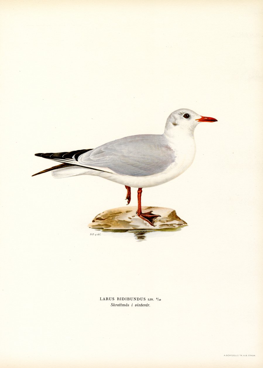 Lachmöwe (Farblithographie) von Magnus Ferdinand and Wilhelm von Wright