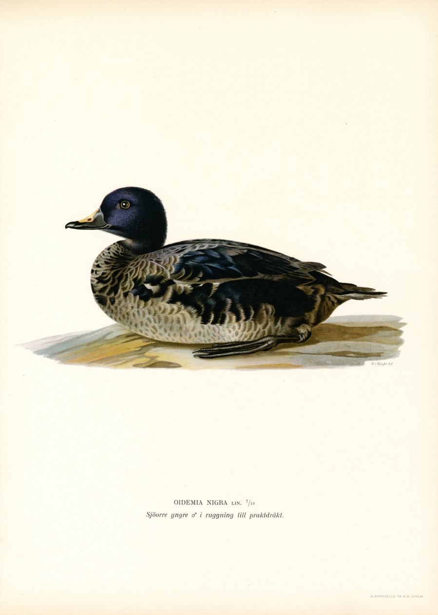 Trauerente von Magnus Ferdinand and Wilhelm von Wright