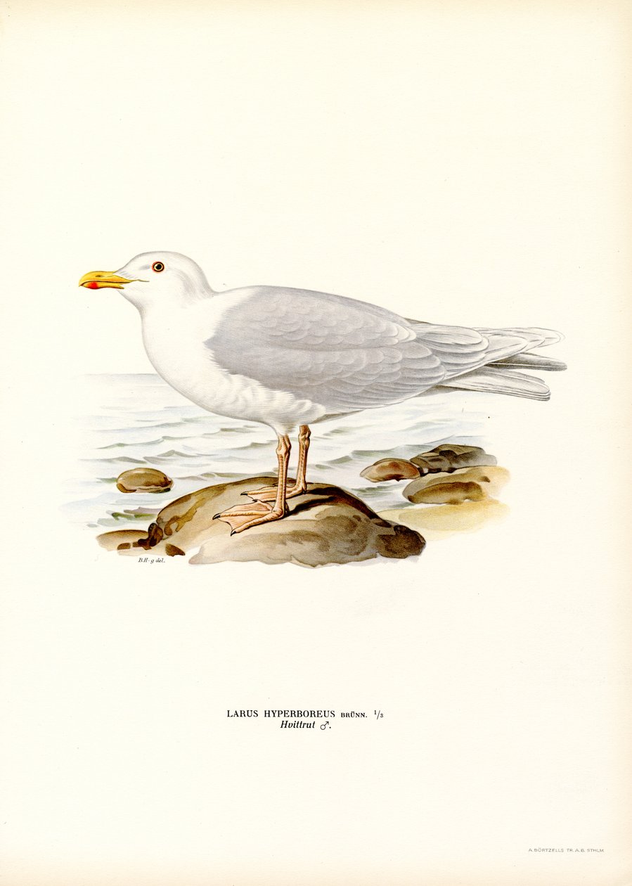 Eismöwe (Farblithographie) von Magnus Ferdinand and Wilhelm von Wright
