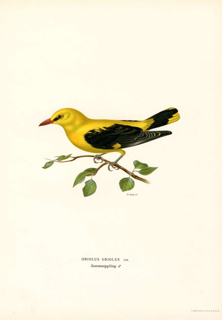Pirol (Farblithographie) von Magnus Ferdinand and Wilhelm von Wright