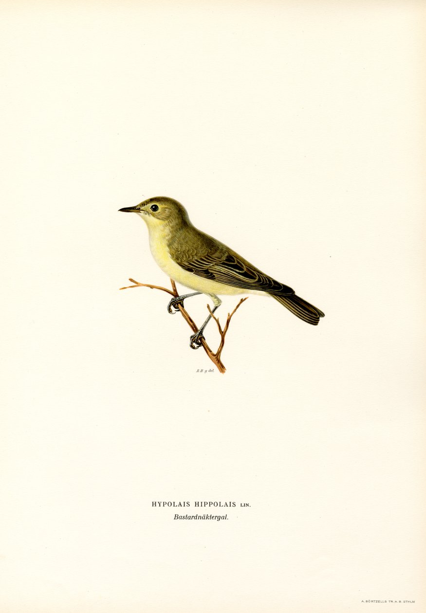 Gelbspötter (Farblithographie) von Magnus Ferdinand and Wilhelm von Wright