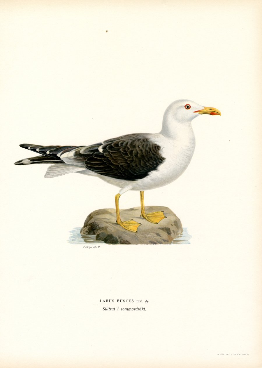 Heringsmöwe von Magnus Ferdinand and Wilhelm von Wright