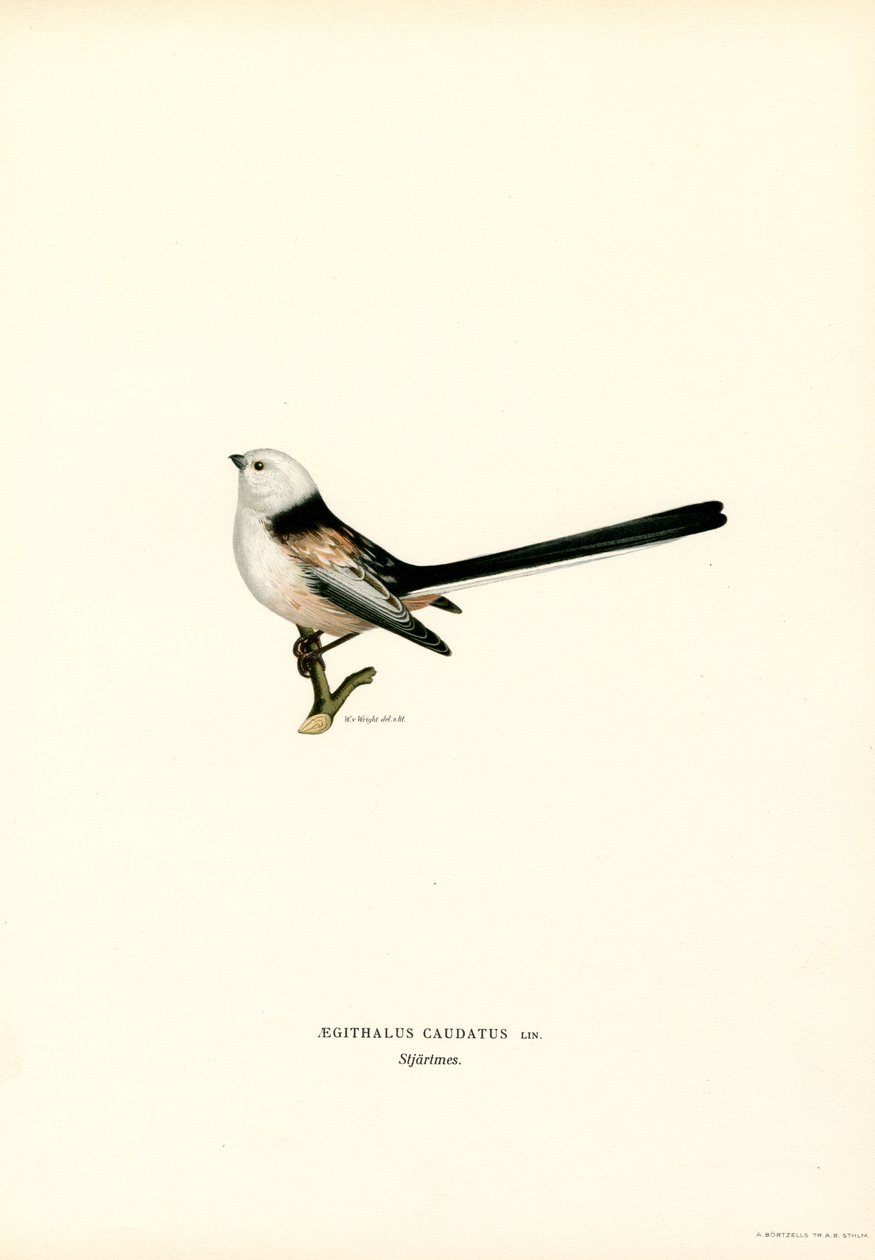 Schwanzmeise von Magnus Ferdinand and Wilhelm von Wright