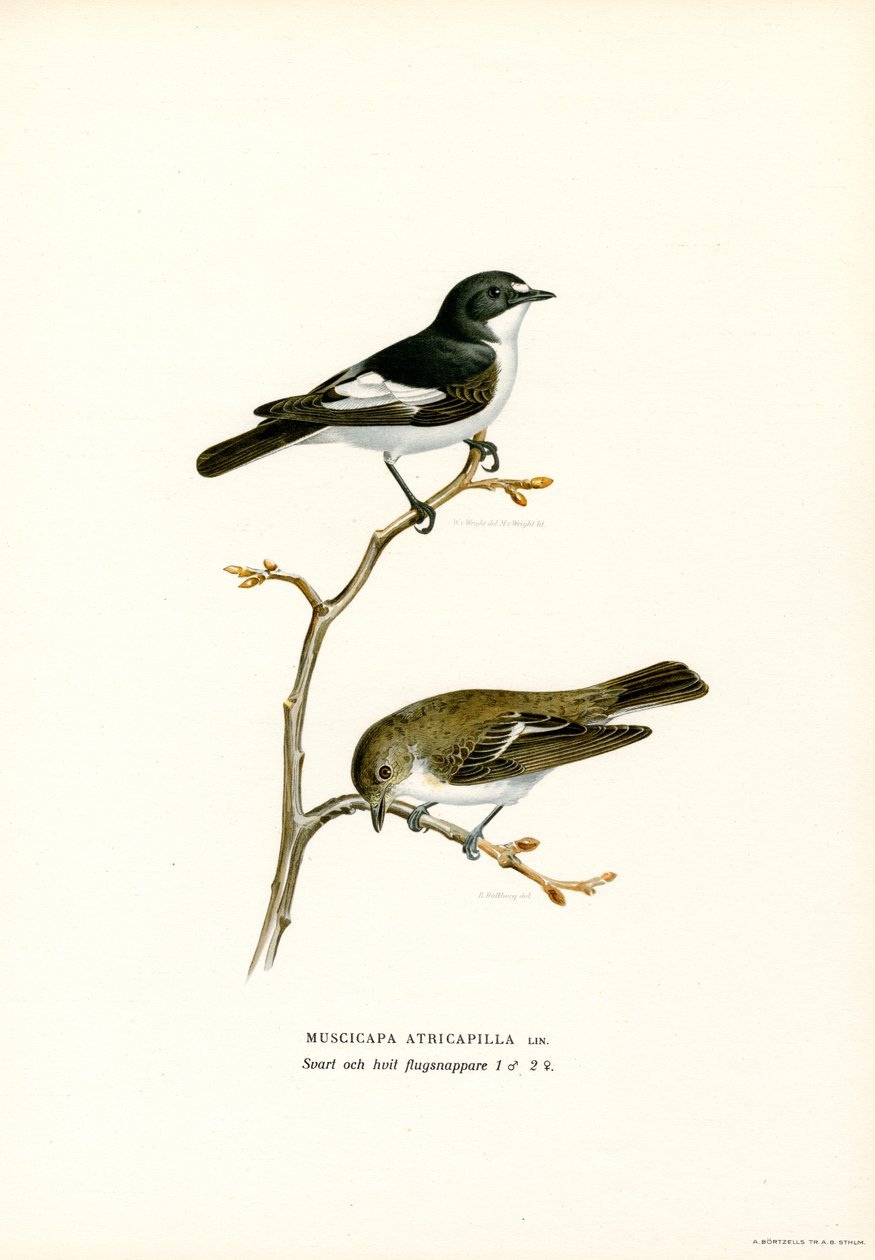 Trauerschnäpper von Magnus Ferdinand and Wilhelm von Wright