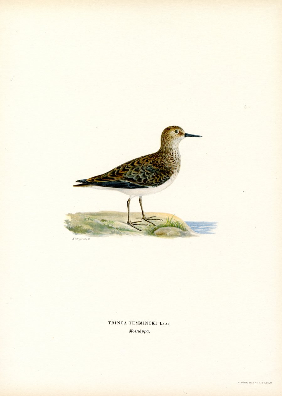 Temmincks Strandläufer von Magnus Ferdinand and Wilhelm von Wright