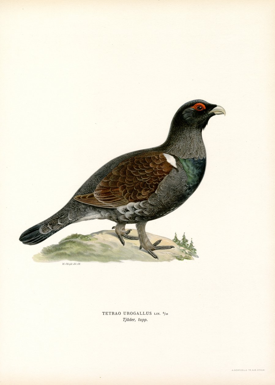 Auerhuhn von Magnus Ferdinand and Wilhelm von Wright