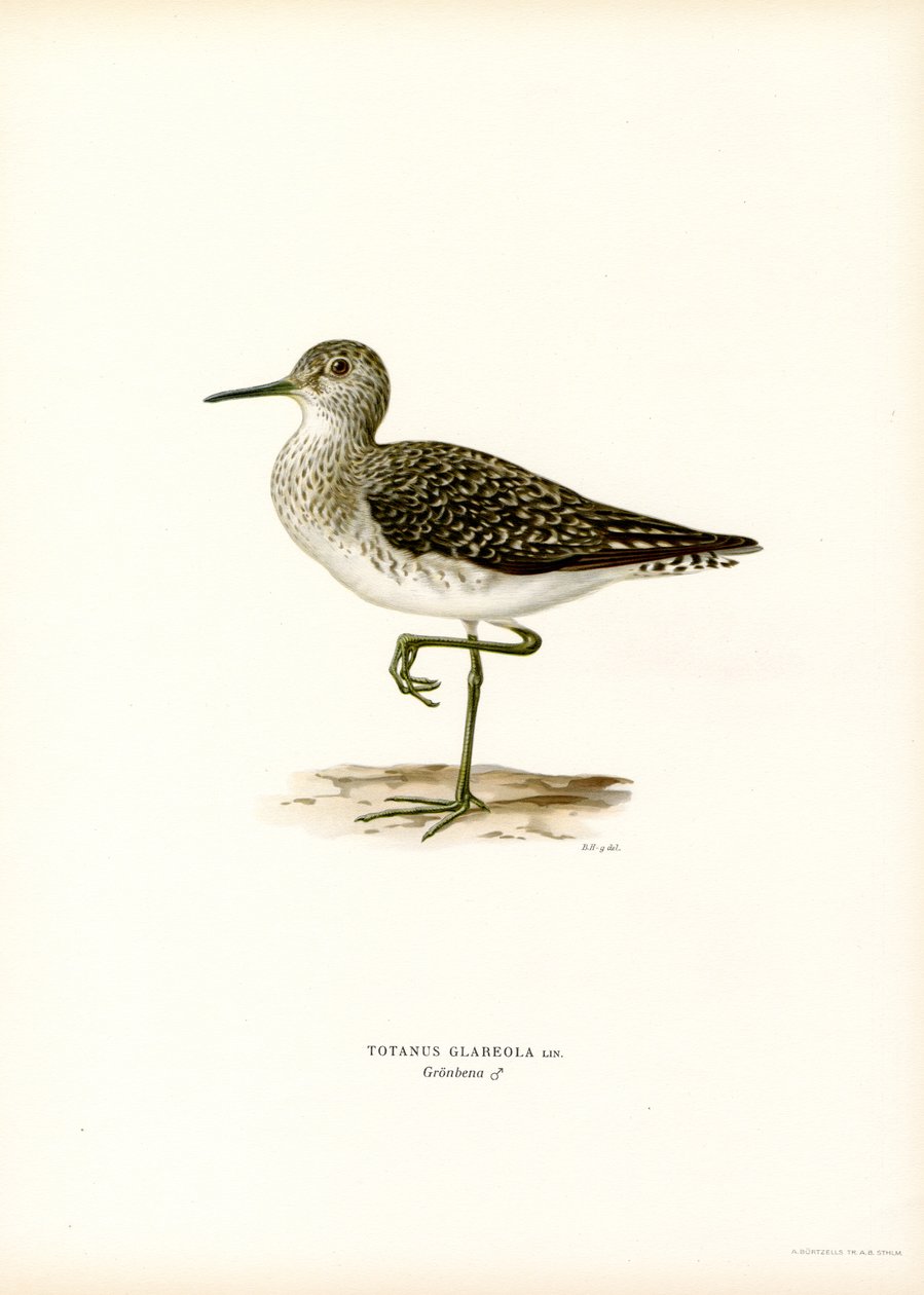 Bruchwasserläufer von Magnus Ferdinand and Wilhelm von Wright