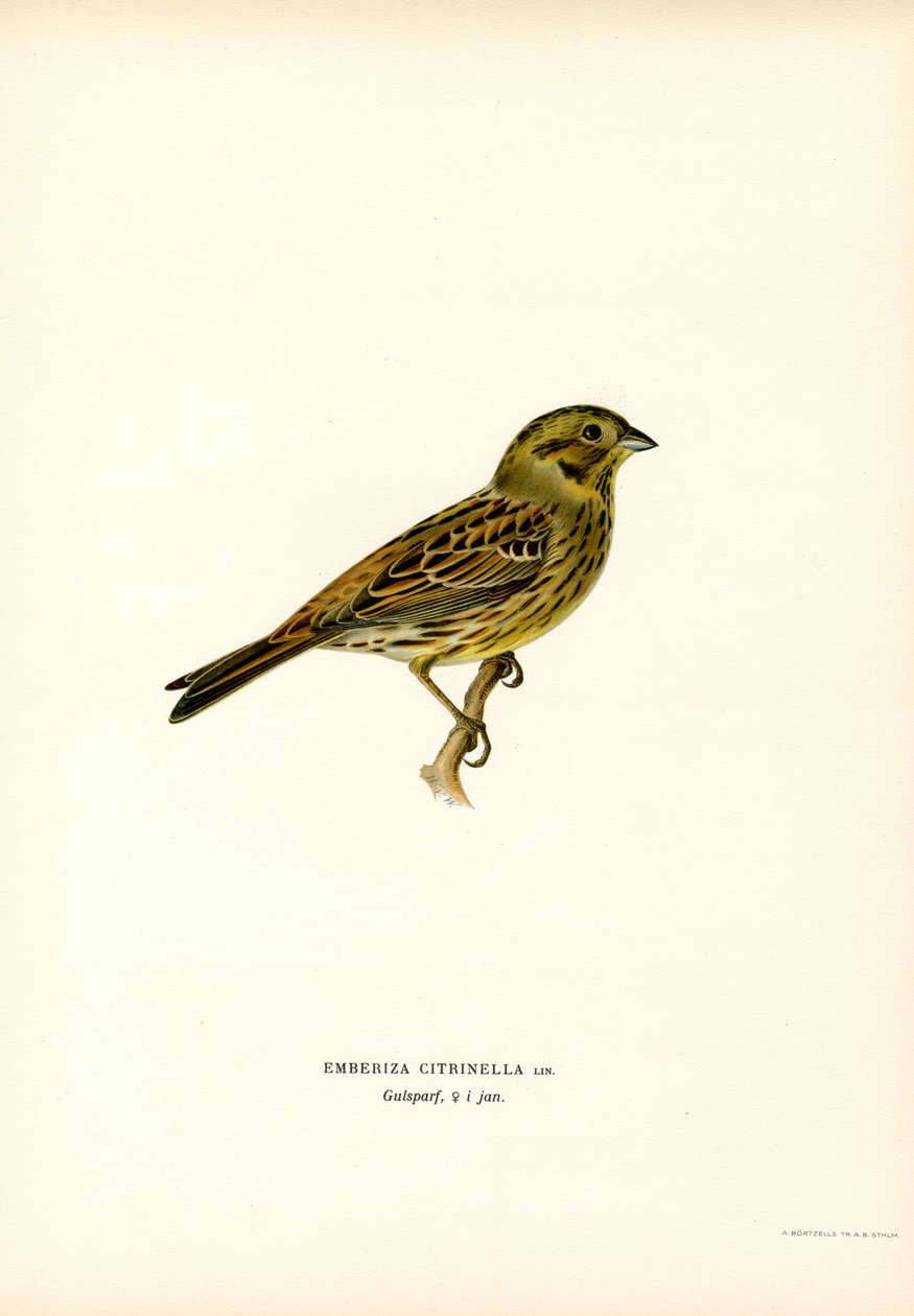 Goldammer (Farblithographie) von Magnus Ferdinand and Wilhelm von Wright