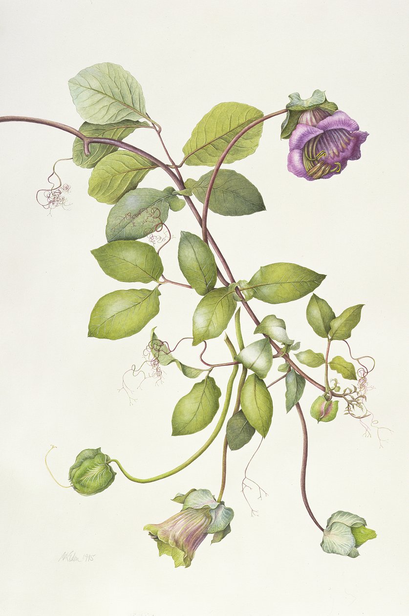 Cobea Scandens, 1995 von Margaret Ann Eden