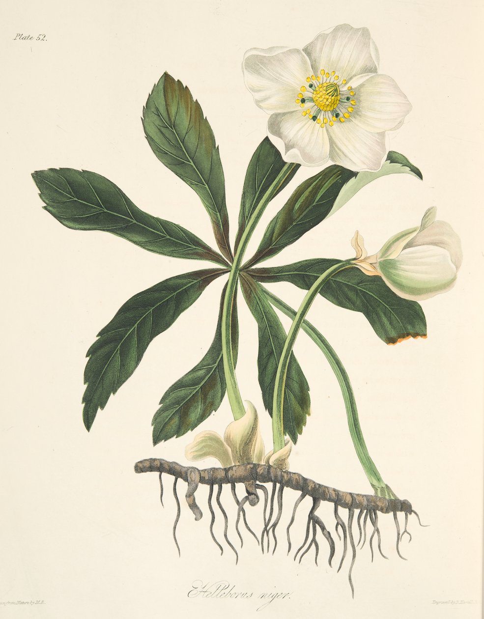 Schwarze Nieswurz oder Christrose, aus Florale Illustrationen der Jahreszeiten, veröffentlicht 1829 von Margaret Roscoe