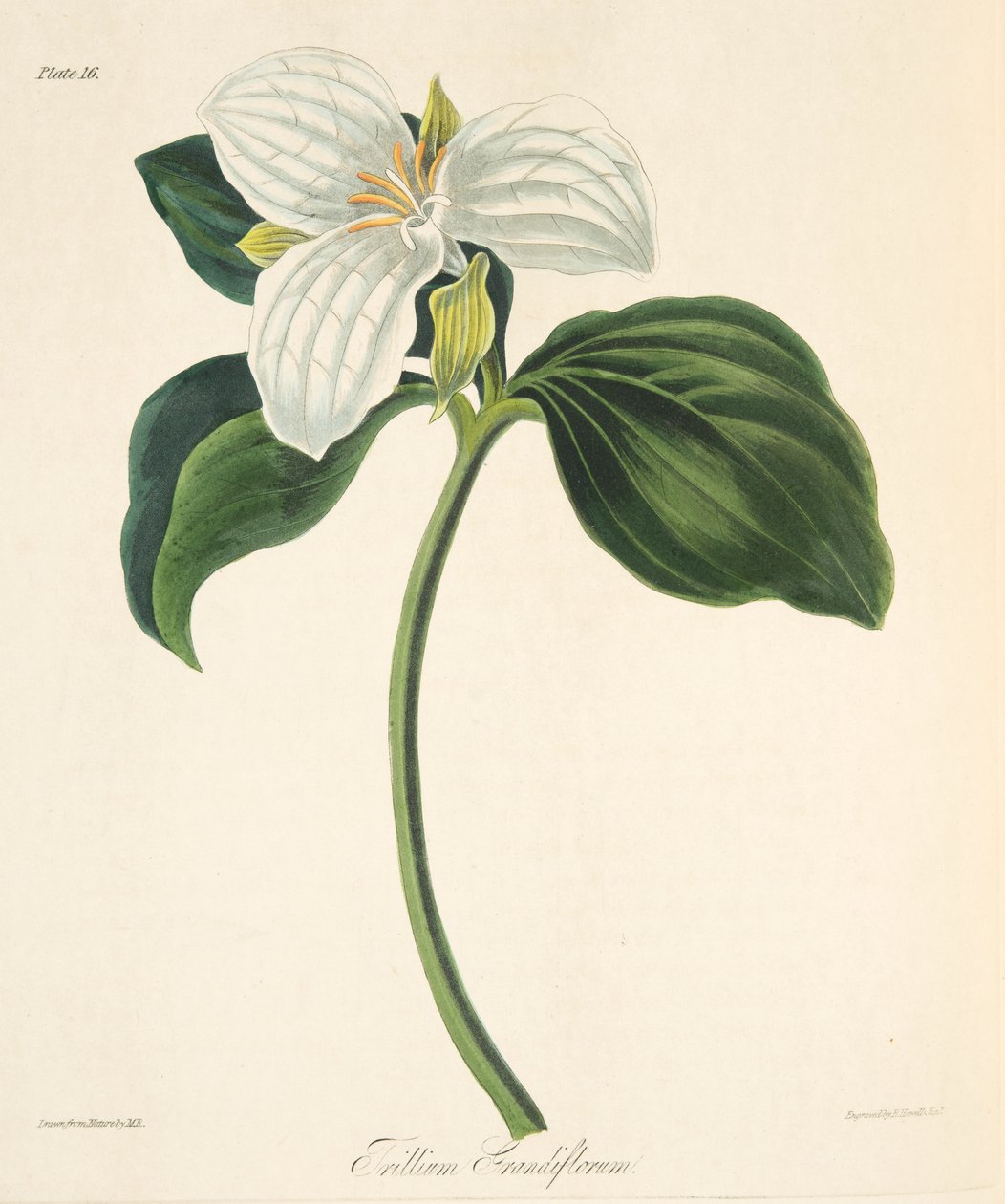 Großblütiger Dreiblatt, aus Florale Illustrationen der Jahreszeiten, veröffentlicht 1829 von Margaret Roscoe