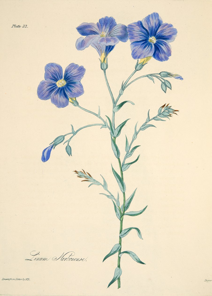 Narbonne-Lein, aus Floral Illustrations of the Seasons, veröffentlicht 1829 von Margaret Roscoe