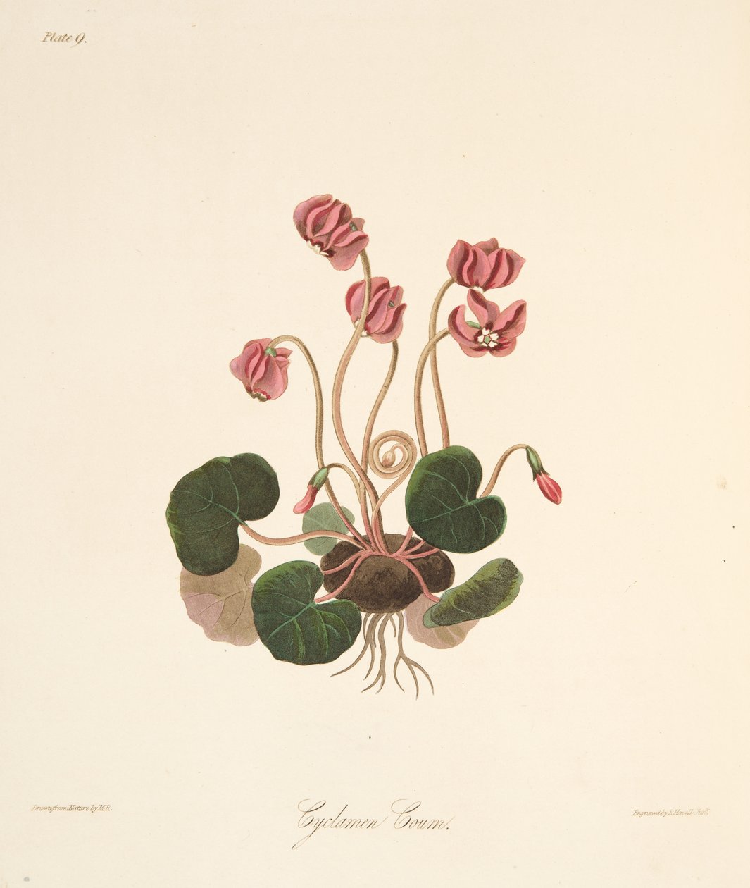 Rundblättriges Alpenveilchen, aus Florale Illustrationen der Jahreszeiten, veröffentlicht 1829 von Margaret Roscoe