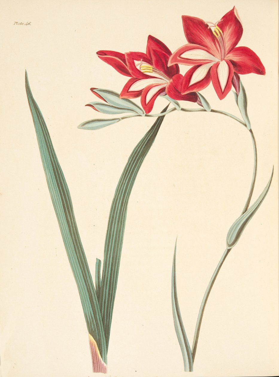 Prachtvolle Korn-Flagge, aus Floral Illustrations of the Seasons, veröffentlicht 1829 von Margaret Roscoe